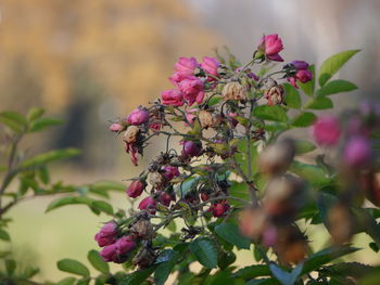 Close-up of pink flowers blooming outdoors