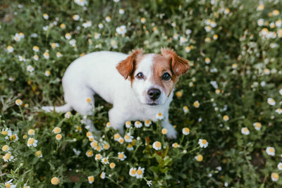 Portrait of a dog