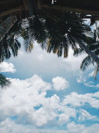 Low angle view of palm trees against sky