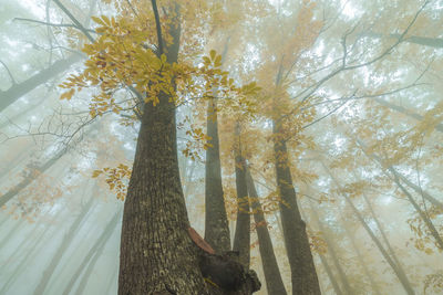 From below of trees with bright yellow foliage growing in woods on foggy day in fall