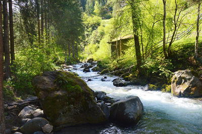 Stream flowing through forest