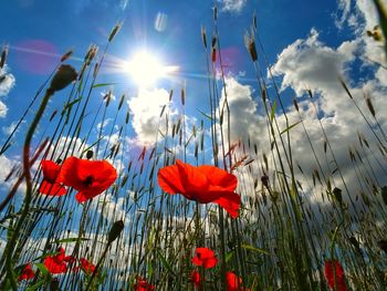 Close-up of red poppies on field against sky