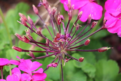 Close-up of pink flowering plant