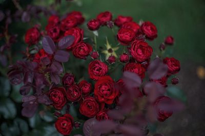 High angle view of rose bouquet