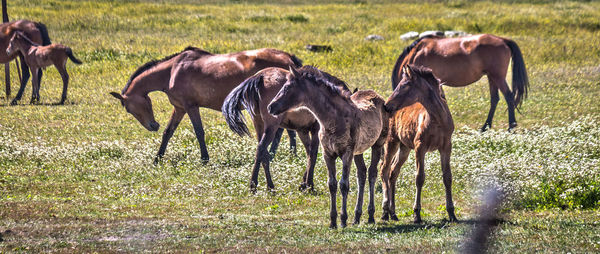 Horses grazing in a field