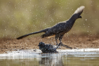 Bird in lake