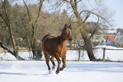 Beautiful brown mare running in wintry landscape