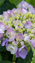 Close-up of purple flowers