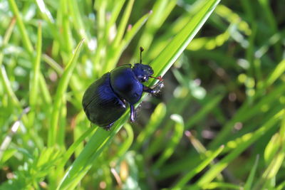 Close-up of beetle climbing on grass