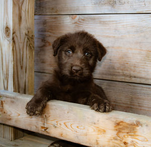 Portrait of a dog