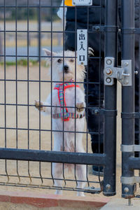 Close-up portrait of dog standing outdoors