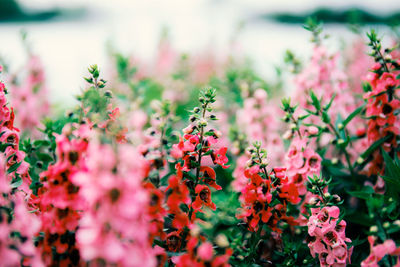 Close-up of purple flowering plants