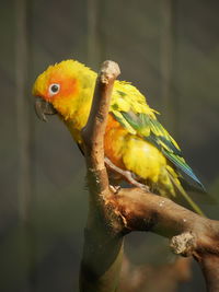 Close-up of parrot perching on branch