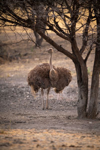 Female common ostrich by tree eyeing camera