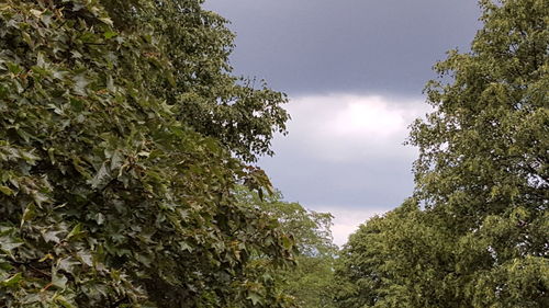 Low angle view of trees against sky