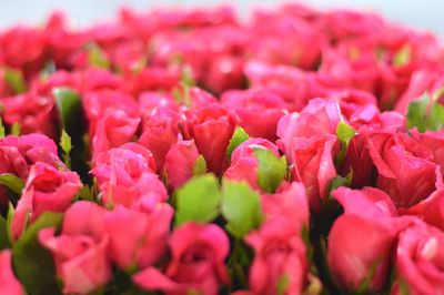 Full frame shot of pink flowers