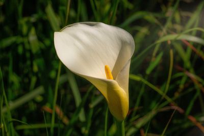Close-up of white flower