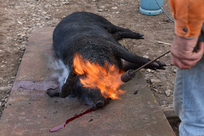 Midsection of butcher burning dead pig on metal