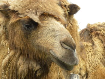 Close-up of sheep