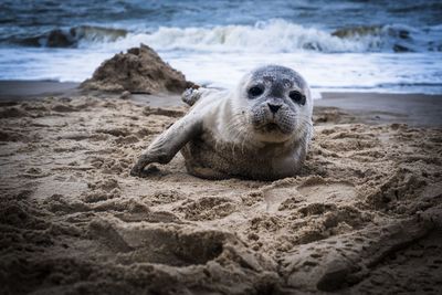 Seal on the north sea coast