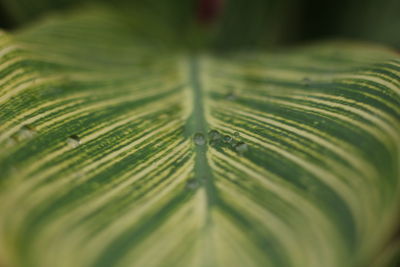 Close-up of raindrops on leaves