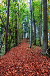 Footpath amidst trees in forest during autumn