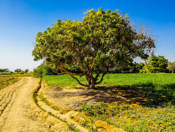 Trees on field against sky