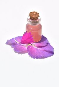Close-up of pink rose against white background