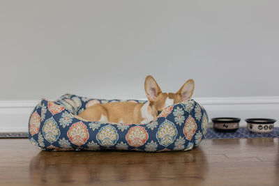 Welsh corgi lying in pet bed on hardwood floor against wall at home