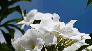 Close-up of white flowers blooming outdoors