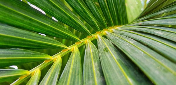 Close-up of palm tree leaves