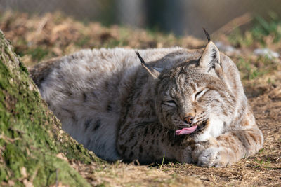 Close-up of cat