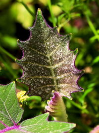 Close-up of water drops on leaf