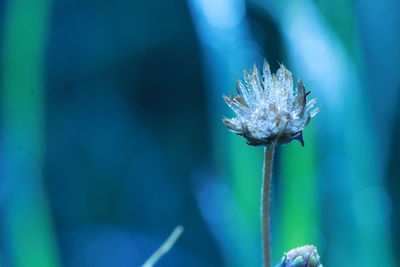 Close-up of purple flowering plant