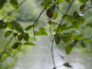 Close-up of fresh leaves on plant
