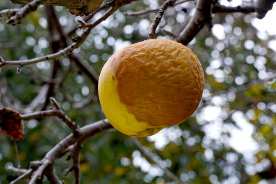 Close-up of oranges on tree