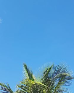 Low angle view of palm tree against clear blue sky