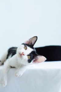 Portrait of cat against white background