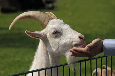 Feeding a goat in a petting zoo