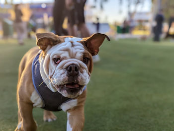 Close-up of dog