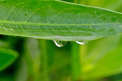 Close-up of raindrops on green leaves