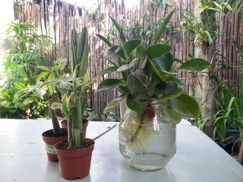 Potted plants on table