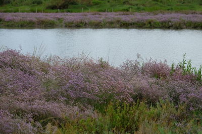 Purple flowering plants by lake