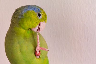 Close-up of parrot perching on wall