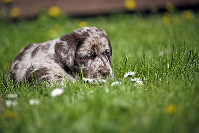 Dog relaxing on grass