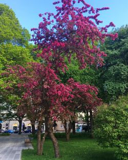 Pink flowering tree in park