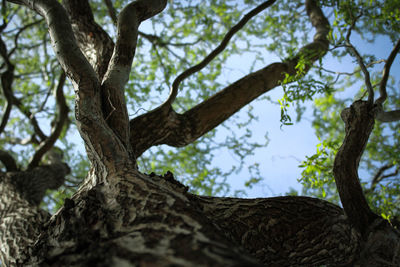 Low angle view of tree against sky