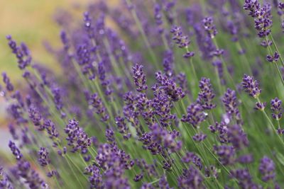 Close-up of purple flowering plants on field