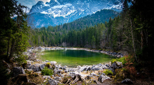 Scenic view of river flowing through forest