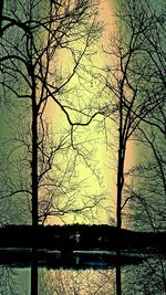 Bare trees against sky at sunset